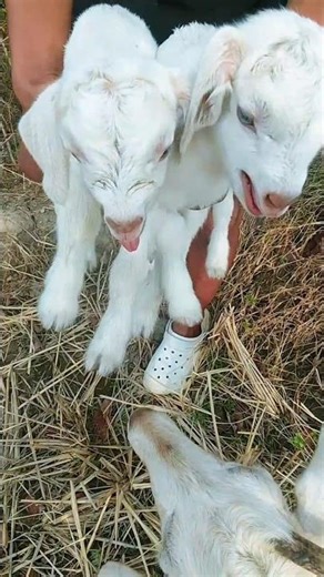 babygoat calling mama voice#goat #babygoat #cutepets #animals #babyanimal #baby