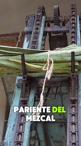 agave para fibras pariente del tequila y del mezcal es el henequén o sisal | Sin Ruta