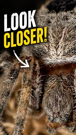 INSANE Spider Macro Shot with Sony A6600! 🕷️🔥