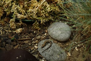 Create a lizard-friendly habitat