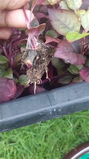 alternanthera purple prince plant propagation #garden #alternanthera #propagation #ytshorts #shorts
