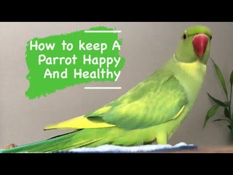 How To Keep a PARROT Happy and Healthy - Simple everyday Tips