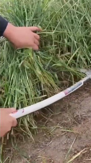 🌾 Amazing GrassHarvesting SkillsFast Foder Cutting inthe Field please subscribe my YouTube channel