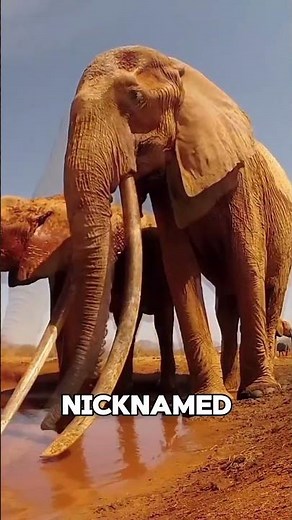 Elephant With the Largest Tusks Ever Recorded #shorts #animals #wildlife