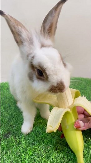 cute rabbits eating banana