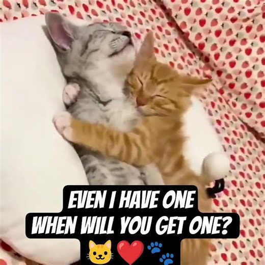 “Two Cats Hugging Each Other 🤍 | Cute Cute Cute Cat Love Moment!”