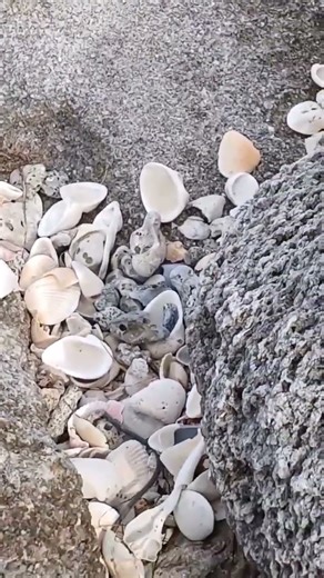 Stumbled Across A Bunch Of Shells