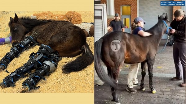 Seven is Home: Premature foal, Seven, returns home after months of treatment at UT