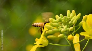 honey bee on a soybean flower