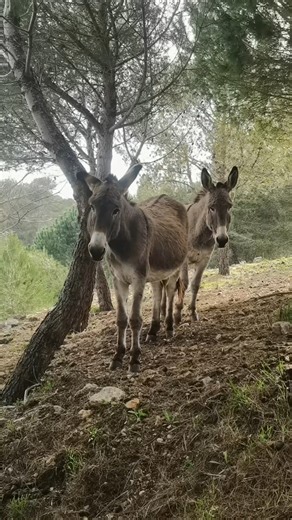 Peaceful friendly donkeys