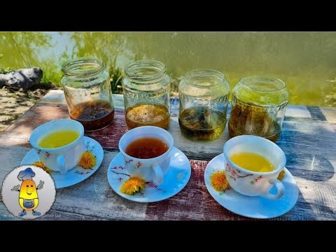 Wir fermentieren Löwenzahnblüten für Tee