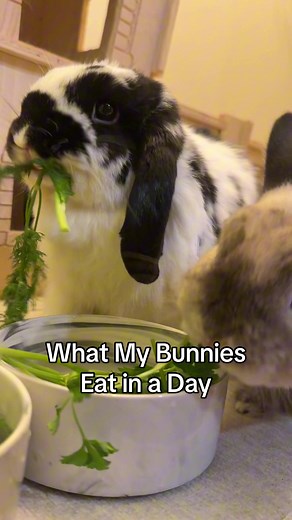 Bunnies don’t just eat carrots every day, they actually hardly ever eat them (some bunnies don’t like them)! 🐰🥕 #bunnies #rabbit #bunnyfood #bunnyasmr #asmrsounds #bunnycare #rabbitenrichment #petbunny #houserabbit #hollandlop #netherlanddwarf #bunnytoys #bunnytreats #freeroambunny #bunnyeating #eatingasmr