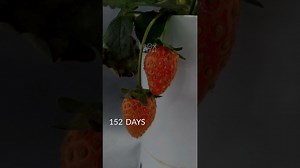 160 days of strawberries in 32 seconds!🍓