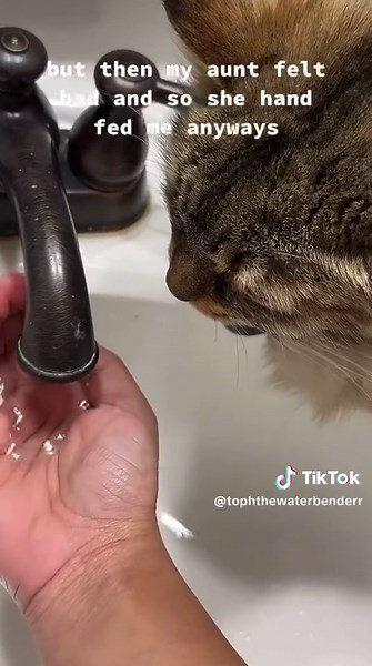 #cat #catsoftiktok #fyp #dayinmylife #water
