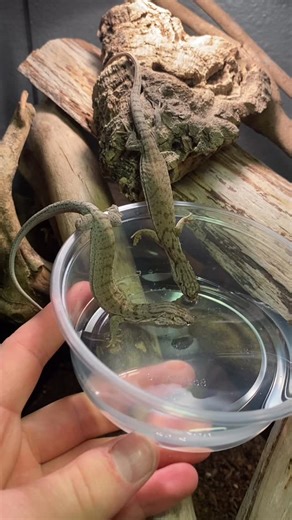 West Coast Colubrids | Pygmy Mulga monitors drinking - Varanus gilleni - - - - - #monitorlizard #varanus #varanusgilleni #varanusofinstagram #odatria... | Instagram