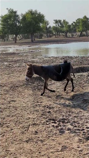 Water bag on the donkey walking in the desert area of Thar please watch and share #usa#india#america