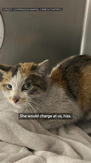 27K views · 932 reactions | After a cat's three-week, 8,000-mile journey from China in a shipping container earlier this summer, her caretakers say she is making an amazing recovery, thanks, in part, to her new best friend. Full story: https://cbsloc.al/3KOkqvZ | WCCO & CBS News Minnesota | Facebook
