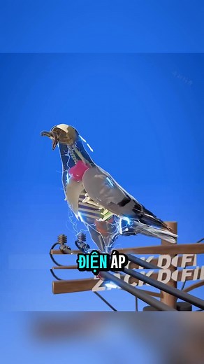 Tại sao chim đậu trên dây điện không bị giật?
