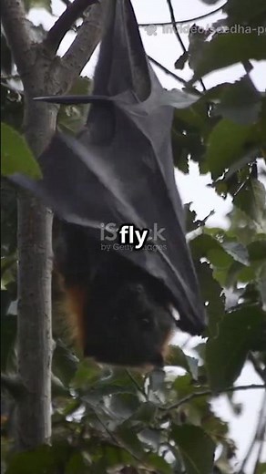 Why Do BATS Always Hang Upside Down?