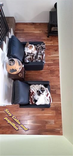 Relax it's Papi Time!!