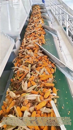 Redirecting Harvest：How Automated Gates Balance Heavy Corn‑Ear Throughput
