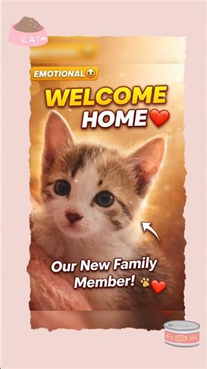 my cat home 🏠 #shorts #cat #viral