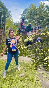 297 reactions · 6 comments | Thankyou mam/sir Mother Tree Longkong lanzones and Mangosteen☺️ | Anastacia Fruit Bearing Trees | Facebook