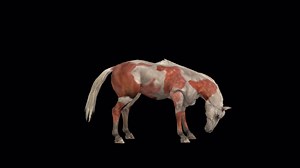 Download Horse Idle Animation for free