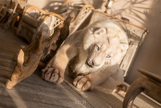 四足狮子狮子测评（quadsuit）