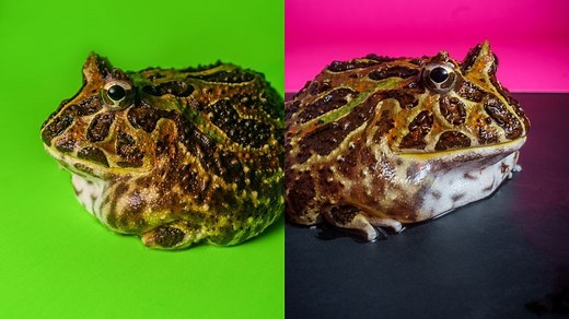 How to Sex A Pacman Frog [7 Proven Ways]