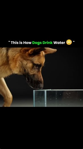 x on Instagram: "When dogs drink water, they use their tongue like a fast-moving scoop. In slow motion, you can clearly see that the dog curls its tongue backward and quickly pulls the water upward. This action happens so fast in real life that we normally can't notice it with our eyes. As the dog flicks its tongue, the speed create a small column of water that rises toward its mouth. The dog then catches this water with its jaws and swallows it. Slow-mo shows that dogs don't just "lick" water -