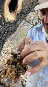 72K views · 720 reactions | Muy rica la miel de colmena  | Los chávalos del Barranco oficial. | Facebook