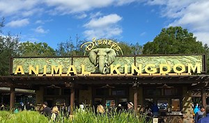 Have You Seen the Secret Animals at Disney’s Animal Kingdom?