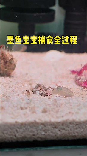 Unveiling the Secret World: First Cuttlefish Hunt! BabyCuttlefish MarineLife CuteCreatures