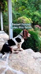 12K views · 607 reactions | Tiny dog helps farm animals  #bassethound #farmdog #cuddlebuddies | Cuddle Buddies | Facebook