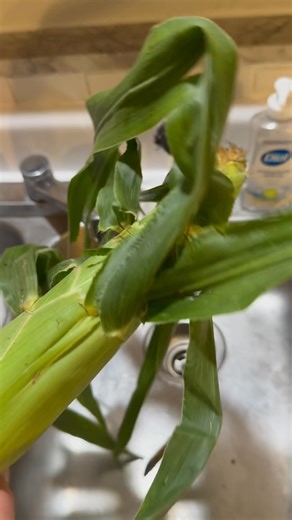 Local Corn 🌽 #farmer #corn #localfarm | View Pittsburgh