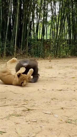 Baby Gorilla Makes Lion Cub Cry... Then Mom Shows Up! 😂🦍🦁 | Ainimalsonfury