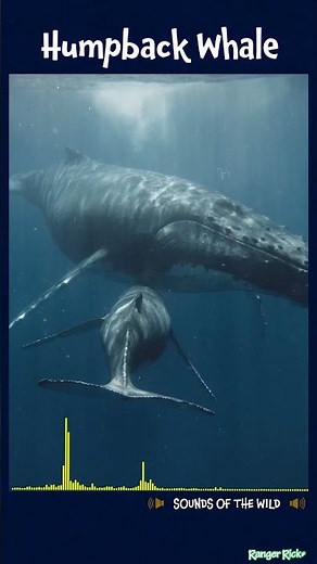 What does a WHALE sound like?? #animalsforkids #kidslearning #natureforkids #soundsofnature