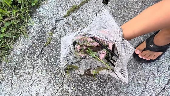 The unbelievable catch hiding in a Florida roadside ditch