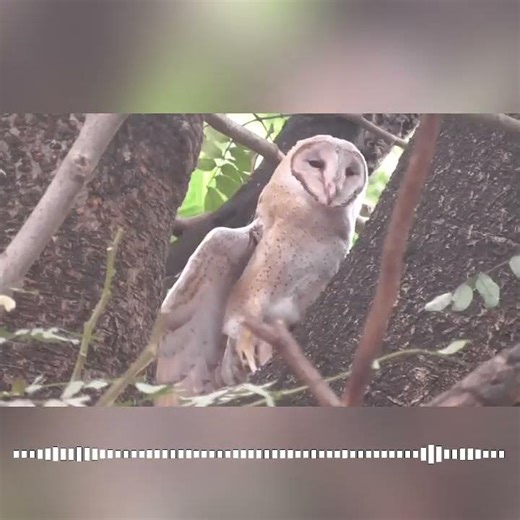 Juvenile barn owl (daytime recording) and its call (night recording)