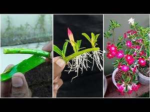 How to grow adenium plant at home from cutting || Easy method for gardening