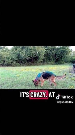 Fun surprise with the dogs!