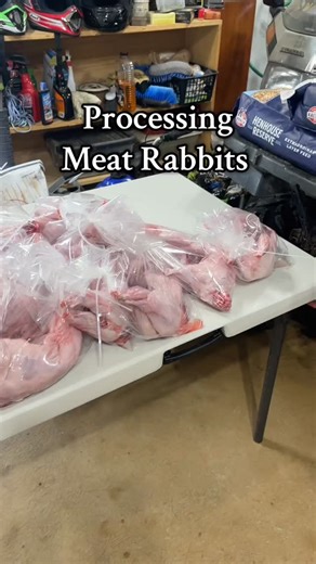Rabbits and Roots Homestead on Instagram: "This is what 16 processed meat rabbits look like — all packaged up and ready for the freezer. 🐇 A lot of people think rabbit meat is too lean, but that’s not really true. When raised and fed well, it’s tender, flavorful, and full of healthy protein. We’ll also be using the bones to make rich bone broth, because we like to make use of every part of what we raise here on the homestead. #RootsAndRabbitsHomestead #MeatRabbits #HomesteadCooking #Sustainable