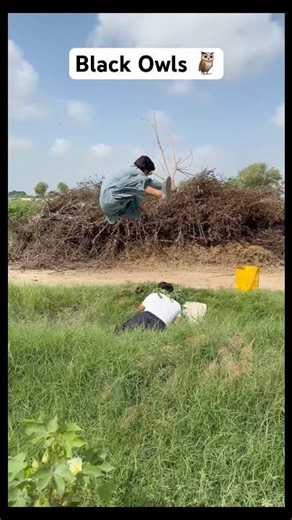 Black Owls Hunting Season 🔥 #birds #owls#hunting