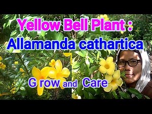 Yellow Bell Plant/Allamanda cathartica: growing and caring