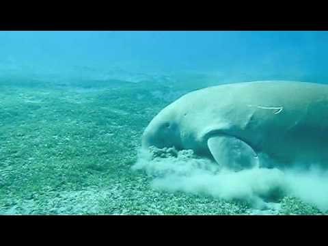 Dugong, Sea Cow in Marsa Alam