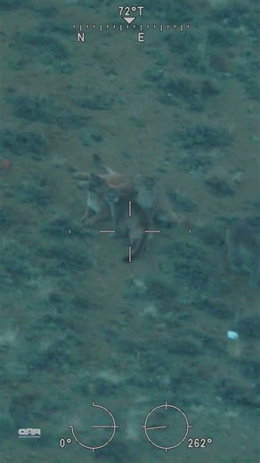 Mountain Lion & Cubs in Wyoming | Infrared Wildlife Survey