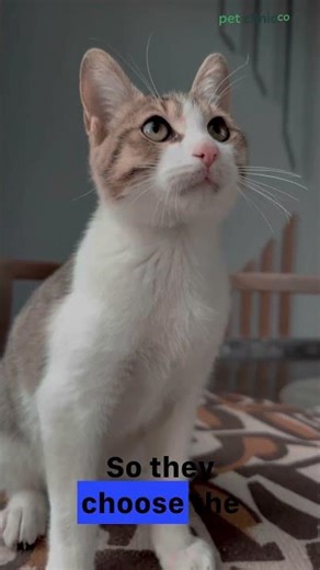 Why Your Cat Claims Your Laptop—The Selfish Reason!