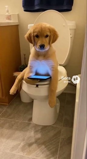 How a Toilet Changed the Life of This Dog