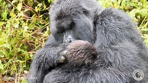 257K views · 8.8K reactions | What a sweet moment. In Musilikale's group, Muntu lovingly cares for her infant, Umucunguzi - captured in this video during breastfeeding.  Video: Ella Brown | Dian Fossey Gorilla Fund | Facebook